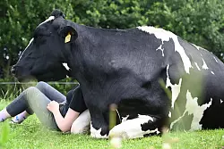 Wenn die Kuh keine Lust auf Gesellschaft oder Kuscheln hat, l&auml;sst man sie in Ruhe &ndash; jedes Rind kann einfach aufstehen und weggehen. - &copy; David Hammersen/dpa