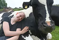 Die Tiere lernten schon als K&auml;lber, Menschen zu vertrauen. - &copy; David Hammersen/dpa