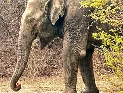 Viele Elefanten müssen in Thailand für die Tourismusindustrie arbeiten und tragen dort Verletzungen davon - wie hier einen Abszess, der in der Klinik regelmäßig behandelt wird. - © Carola Frentzen/dpa