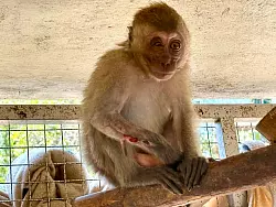 Die kleine Lantao hatte einen offenen Bruch am Arm - aber dank der Tierärzte bei WFFT ist sie auf dem Weg der Besserung. - © Carola Frentzen/dpa