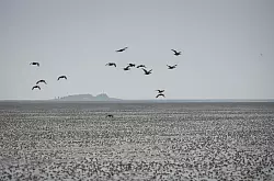 Eine Gruppe Eiderenten fliegt &uuml;ber das Watt vor der Hallig Oland. - &copy; Christian Charisius/dpa