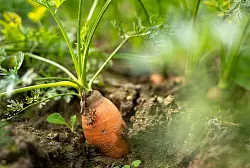 Auf Anbauflächen im Freiland wachsen vor allem Möhren und Karotten (Archivbild) - © Monika Skolimowska/dpa/dpa-tmn