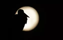 Am Sonntag war Vollmond - sein Licht wird es noch in den nächsten Tagen erschweren, Perseiden zu entdecken. (Archivbild) - © Thomas Warnack/dpa