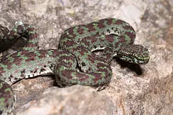 Eine grün-schwarze Grubenotter (Trimeresurus ciliaris) scheint Wimpern zu haben. - © Parinya Pawangkhanant/WWF/dpa