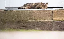 Die Vorliebe f&uuml;rs Schlummern auf der linken Seite ist eine evolution&auml;r entstandene &Uuml;berlebensstrategie, vermuten Forschende. (Archivbild) - &copy; Julian Stratenschulte/dpa