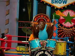 Experten raten: großen Abstand halten zu Shows, in denen Orang-Utans boxen oder verkleidet auftreten. - © Jayaprakash Bojan/Borneo Orangutan Survival/dpa