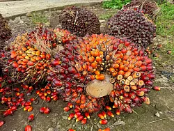 Eine der größten Bedrohungen für Orang-Utans sind Palmöl-Plantagen, die ihnen den Lebensraum nehmen. (Archivbild) - © Carola Frentzen/dpa