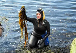 Linnea Sjögren taucht auf mit ihrer Ernte: Frisch geerntete Algen in Braun, Rot und Grün – für die Gründerin von Catxalot sind sie echte Multitalente. - © Sabine Glaubitz/dpa-tmn