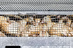 Unz&auml;hlige G&auml;nse und Enten mussten aufgrund des Vogelgrippe-Ausbruchs in Agrarbetrieben get&ouml;tet werden. (Archivbild) - &copy; Frank Hammerschmidt/dpa