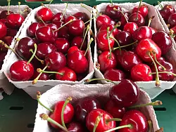 Angebaut werden vor allem Süßkirschen (Archivbild) - © Christian Böhmer/dpa