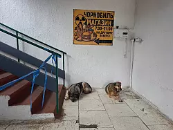 Bis heute gibt es in Tschernobyl eine Population von Stra&szlig;enhunden. - &copy; Andreas Stein/dpa