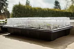 Einige Gemüsesorten sollte man besser auf der Fensterbank vorziehen, bevor man sie ins Freiland setzt. - © Christin Klose/dpa-tmn