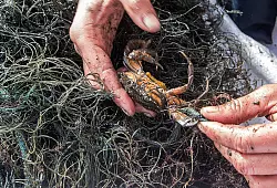 Immer wieder verfangen sich Meerestiere in Geisternetzen, wie etwa dieser Krebs. (Archivbild) - &copy; Jens B&uuml;ttner/dpa-Zentralbild/dpa