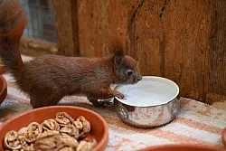 Es gibt Futter und Wasser für Eichhörnchen in der Auffangstation im brandenburgischen Teltow. - © Katharina Kausche/dpa