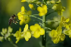 Die Rapsbl&uuml;te ist jedes Jahr aufs Neue eine Augen- und Bienenweide. - &copy; Henning Kaiser/dpa