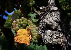 Extreme Wetterlagen wirken sich auf die Weinlese f&uuml;r den Jahrgang 2024 aus. (Archivbild) - &copy; Karl-Josef Hildenbrand/dpa
