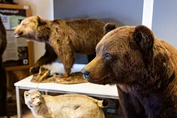 In einem Raum des Alternativen Wolf- und B&auml;renparks Schwarzwald stehen ausgestopfte Exemplare. (Archivbild) - &copy; Philipp von Ditfurth/dpa