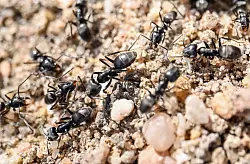 Die Ameisenart Tapinoma magnum breitet sich Experten zufolge aus. (Archivbild) - &copy; Uli Deck/dpa