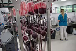 Die weißen Blutkörperchen (Leukozyten) werden im Zentrallabor des DRK-Blutspendedienstes aus den Blutkonserven herausgefiltert. - © Henning Kaiser/dpa