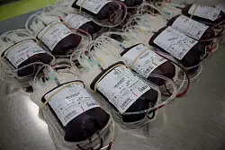 Rund drei Millionen Menschen haben 2024 in Deutschland Blut gespendet, im Schnitt jeweils rund zweimal. - © Henning Kaiser/dpa