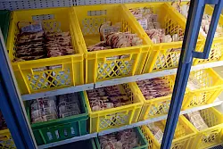 Blutpräparate liegen in Kühlschränken im Zentrallabor des DRK-Blutspendedienstes - © Henning Kaiser/dpa