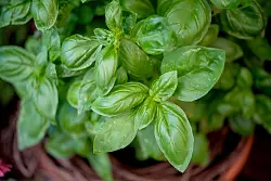 Basilikum gedeiht am besten an hellen, warmen Standorten in der Wohnung. - &copy; Zacharie Scheurer/dpa-tmn