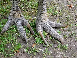 Die Krallen von Kasuaren sind scharf wie ein Dolch. (Archivbild) - &copy; picture alliance / Lilith Schardt/dpa