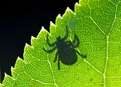 Zecken können gefährliche Krankheiten übertragen, darunter die bakterielle Lyme-Borreliose und FSME. - © Patrick Pleul/dpa/dpa-tmn