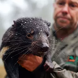 Auch viele Tiere waren betroffen, darunter bedrohte Tasmanische Teufel. - © Aussie Ark/Aussie Ark via AAP/dpa