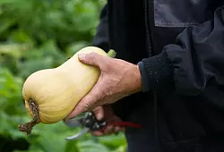 Ernte eines Kürbisses der Sorte Butternut. (Archivbild) - © picture alliance / dpa