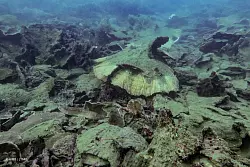 Wirbelst&uuml;rme haben den Korallen am Great Barrier Reef ebenfalls zugesetzt. - &copy; -/AIMS/LTMP/dpa