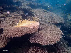 Auch Tischkorallen sind schwer betroffen. - &copy; AIMS/LTMP/dpa