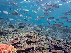 Das weltgr&ouml;&szlig;te Riff ist Heimat f&uuml;r rund 400 Korallenarten, etwa 1.500 Fischarten und zahllose weitere Meereslebewesen. - &copy; -/AIMS/LTMP/dpa