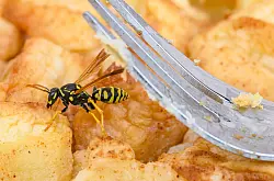 Lecker! Wespen suchen S&uuml;&szlig;es - und das ist unser Kuchen. (Archivbild) - &copy; Patrick Pleul/dpa