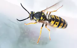 Eigentlich leicht zu erkennen: Eine Wespe hat eine Wespentaille. (Archivbild) - &copy; Julian Stratenschulte/dpa/dpa-tmn