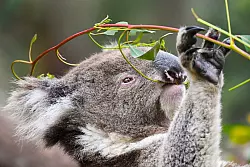 Koalas fressen fast ausschlie&szlig;lich Eukalyptusbl&auml;tter. (Archivbild) - &copy; Lukas Coch/AAP/dpa