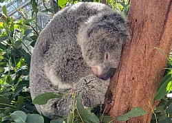 Koalas schlafen rund 20 Stunden am Tag. (Archivbild) - &copy; Carola Frentzen/dpa