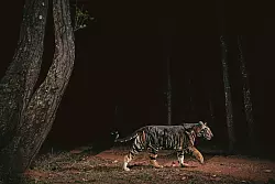 Ein Tiger streift durch den Similipal-Nationalpark in Indien. - © Yashpal Rathore/Science/dpa
