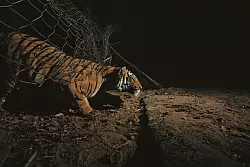 Ein Tiger schlüpft unter einem Zaun durch. - © Yashpal Rathore/Science/dpa