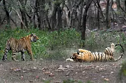 Zwei Tiger im Ranthambore-Nationalpark in Indien. (Foto Archiv) - © Satyajeet Singh Rathore/AP/dpa