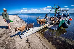 Auf dem Weg zum Job: 22 Ziegen des Vereins Dummersdorfer Ufer sollen in den n&auml;chsten Monaten die Vegetation auf der Vogelschutzinsel niedrig halten. - &copy; Jens B&uuml;ttner/dpa