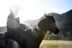 Kein Tier kostet in Australien so viele Menschen das Leben wie das Pferd. (Symbolbild) - &copy; Dan Himbrechts/AAP/dpa