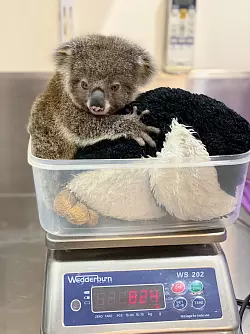 Rafa, ein junger Koala, wird mit einem Stofftier gewogen. Seine Mutter wurde bei einem Verkehrsunfall get&ouml;tet, er &uuml;berlebte unverletzt in ihrem Beutel. - &copy; IFAW/dpa