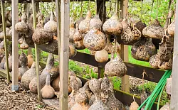 Zahlreiche Flaschenk&uuml;rbisse h&auml;ngen zum Trocknen in der Kalebassenmanufaktur. - &copy; Julian Stratenschulte/dpa