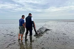 Ein Seehundjäger hat das Tier erschossen. - © Lea Albert/dpa