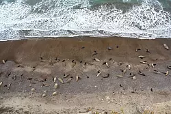 Eine Forscherin denkt, dass es Jahrzehnte dauern k&ouml;nnte, bis es wieder so viele See-Elefanten wie 2022 gibt. Hier ist ein gesunder Harem von damals zu sehen. - &copy; Valeria Falabella/Wildlife Cons/dpa