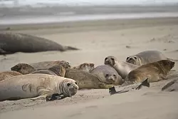 Auf diesem Bild aus dem Jahr 2022 sind gesunde See-Elefanten zu sehen. Ein Jahr sp&auml;ter starben Tausende durch die Vogelgrippe. (Archivbild) - &copy; Maxi Jonas/dpa