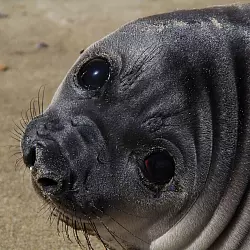 Junge See-Elefanten k&ouml;nnen die Vogelgrippe wahrscheinlich auch durch die Muttermilch bekommen. - &copy; Valeria Falabella/ Wildlife Cons/dpa