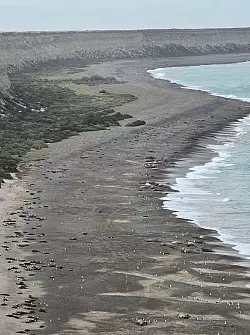 Die Vogelgrippe sorgte an zahlreichen Str&auml;nden in S&uuml;damerika f&uuml;r jede Menge tote Meeress&auml;uger. - &copy; Valeria Falabella/Wildlife Cons/dpa