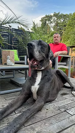 Dogge Ramses und Besitzer Patrick Hein: Schafft es der Hund als gr&ouml;&szlig;ter lebender Hund ins Guinness-Buch der Rekorde? - &copy; Tobias Grahn/TNN/dpa